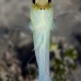 jawfish_yellowhead_sh_nwp_v_0079_tci2529.jpg